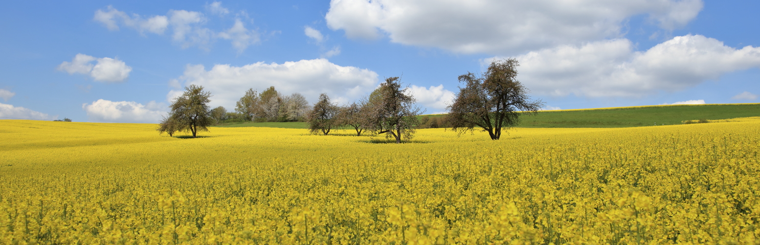 Willkommen auf der Webseite von Walshausen in der Südwestpfalz
